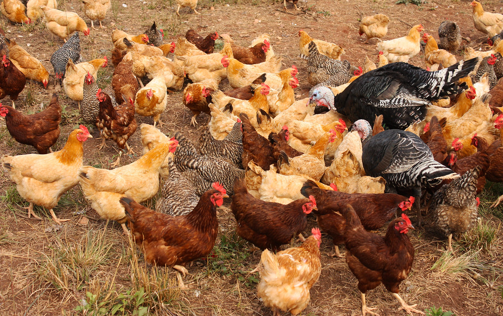 TurkeyChicken is Dangerous in the Wrong Hands Dance Safari